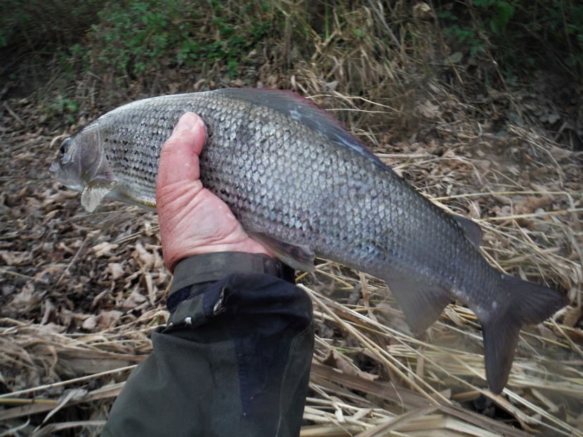 Herefordshire grayling